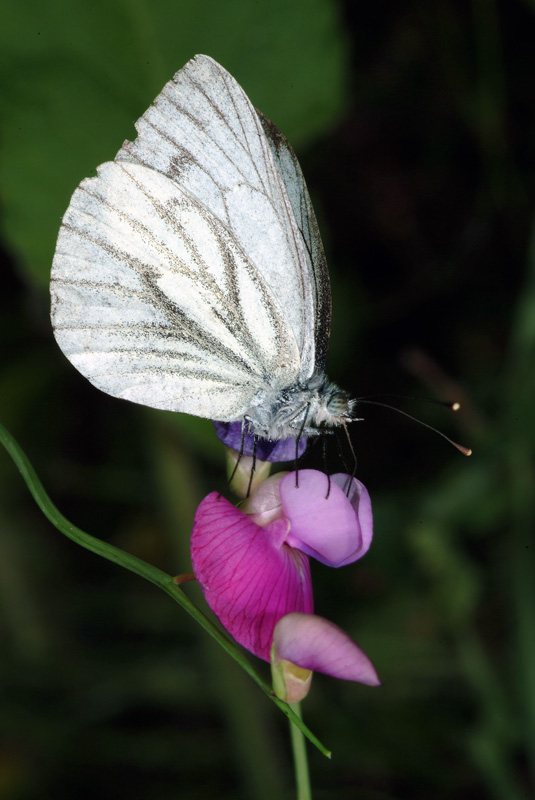 Da determinare 12 - Pieris napi